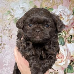 Cocoa - Brown female Shihpoo puppy in Coshocton, Ohio from Forever Family Puppies