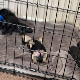 Double Doodle and Yorkipoo Puppies from Bella Dreamss LLC
