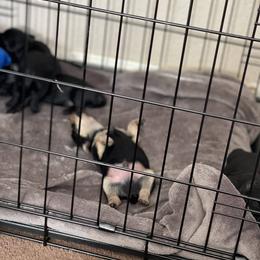 Double Doodle and Yorkipoo Puppies from Bella Dreamss LLC