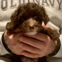 Sophie (Light Pink) - Chocolate female Yorkipoo puppy in Martin, Tennessee from Danza Bolo