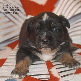 Rivka - Black tri female Miniature Australian Shepherd puppy in Patterson, North Carolina from DreamLine Aussies