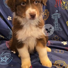 Marshall - Red tri-color male Australian Shepherd puppy in Colorado Springs, Colorado from Dawn 2 Dusk Ranch