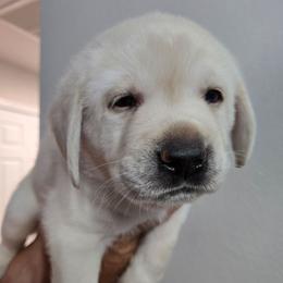 Blue Collar - Yellow male Labrador Retriever puppy in Myakka City, Florida from Hearing Hearts Labradors
