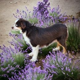 Rue - Toy Australian Shepherd