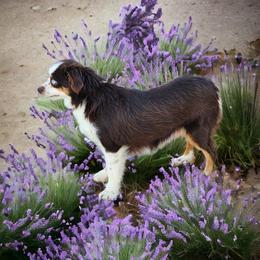 Rue - Toy Australian Shepherd