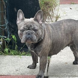 Charleet - French Bulldog