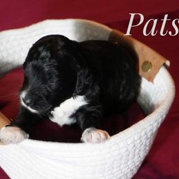 Girl 5 - female Bernedoodle puppy in Pauls Valley, Oklahoma from Daisy’s Doodles