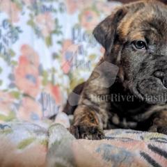 Molosser (Bully x) Puppies from Riot River Mastiffs