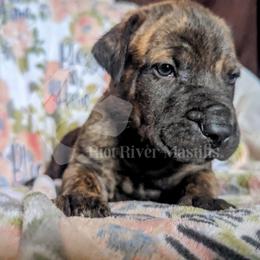Molosser (Bully x) Puppies from Riot River Mastiffs