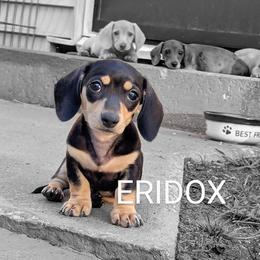 Evillyn - Black and cream female Dachshund puppy in Missouri from Eridox Dachshunds
