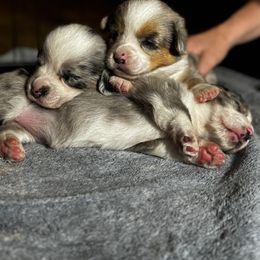 Cardigan Welsh Corgi Puppies from LoneStar Cardigan Welsh Corgis
