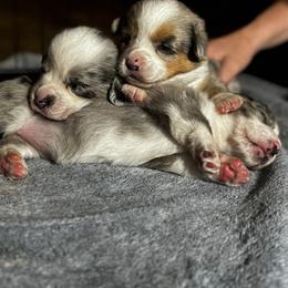 Cardigan Welsh Corgi Puppies from LoneStar Cardigan Welsh Corgis