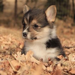 Tri Girl - Black and tan female Pembroke Welsh Corgi puppy in Williams, California from Bear Creek Corgis