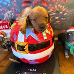 Ashley - Red female Dachshund puppy in Madisonville, Texas from Little B’s Dachshund Farm