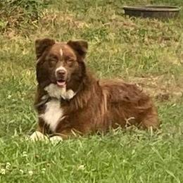 Draco - Australian Shepherd