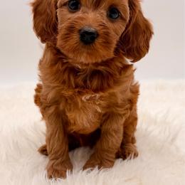 Dark Red with white on chest - Red female Cavapoo puppy in Pentwater, Michigan from Dumaw Creeks Pups