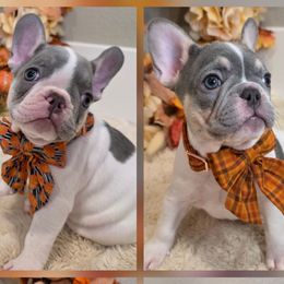 French Bulldog Puppies from Namaste Frenchies
