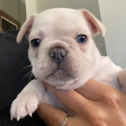 French Bulldog Puppies from Heather's Frenchies