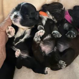 Shih Tzu puppies from Tony's Shih Tzus