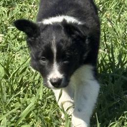 Border Collie puppies from Outland Border Collies