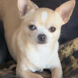 Oakley - Chihuahua