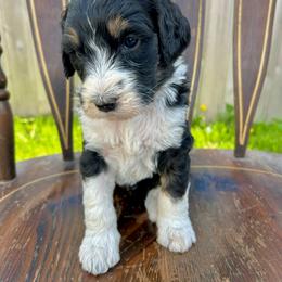 Porsche - Tri-color female Bernedoodle puppy in Urbandale, Iowa from Bernedoodlesbest