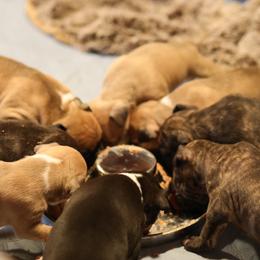 American Pit Bull Terrier and American Staffordshire Terrier Puppies from AptiBull Terriers