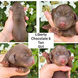 Liberty - Chocolate and tan female Dachshund puppy in Paw Paw, Michigan from Mulberry Meadow Farms