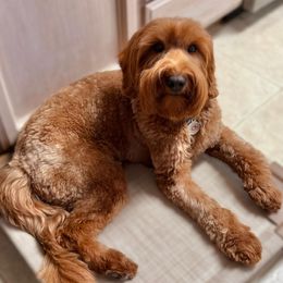 Molly - Australian Labradoodle