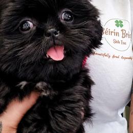 MOCHI - Black female Shih Tzu puppy in Las Vegas, Nevada from Beirin Breige Shih Tzus