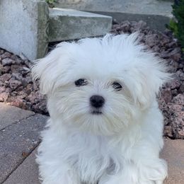 Maltese puppies from Ani's Midwest Maltese