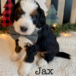 Jax - Tri-color male Bernedoodle puppy in Perrysville, Ohio from Pleasant Valley Bernedoodles