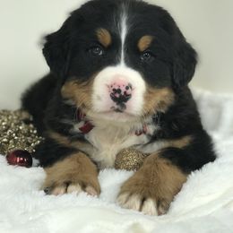 Bernese Mountain Dog and Cavapoo Puppies from Amani’s Doodles & Berners