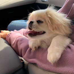 Suki - Pekingese
