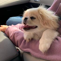 Suki - Pekingese