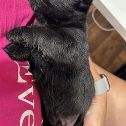 Scottish Terrier Puppies from Moo's Scotties