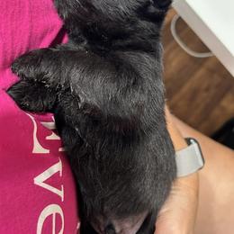 Scottish Terrier Puppies from Moo's Scotties