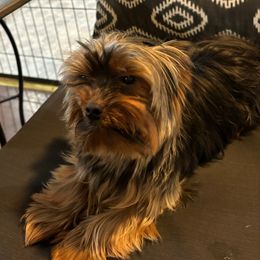 Finley - Yorkshire Terrier
