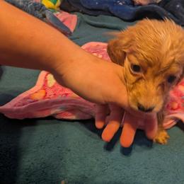 Ckc Cream girl - Cream female Dachshund puppy in Madisonville, Tennessee from LaRose Farm & Kennels