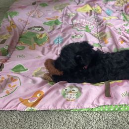 Scottish Terrier Puppies from Heart of America Scotties