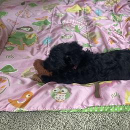 Scottish Terrier Puppies from Heart of America Scotties