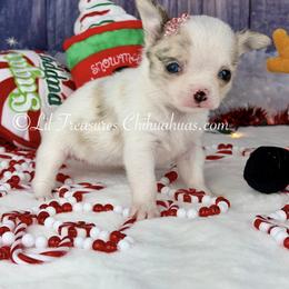 Stevie - Fawn brindled black female Chihuahua puppy in Anderson, South Carolina from Lil Treasures Chihuahuas