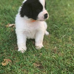 Newfoundland and Shih Tzu Puppies from Bobbi Kimball