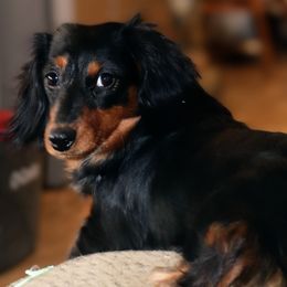 Legacy - Dachshund