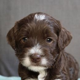 Girl 2 - female Australian Labradoodle puppy in Bonney Lake, Washington from Foothills Labradoodles