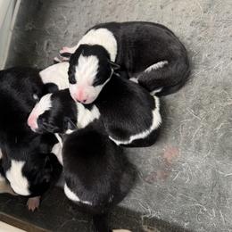 Border Collie and German Shepherd Puppies from Von Guadachi German Shepherds & Audacity Border Collies