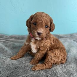 Hershey - Red  female Goldendoodle puppy in Pendleton, Oregon from Blushing Doodles