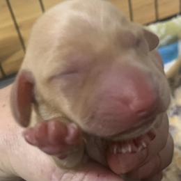 Female cream smooth coat - Cream female Dachshund puppy in Bethany, Connecticut from Mardox Dachshunds