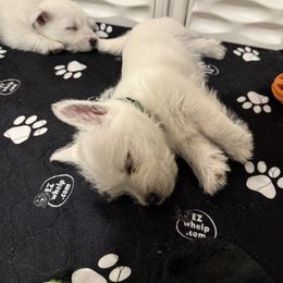 West Highland White Terrier Puppies from Red Rock Farms