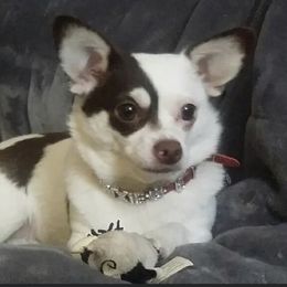 Trixie - Chihuahua